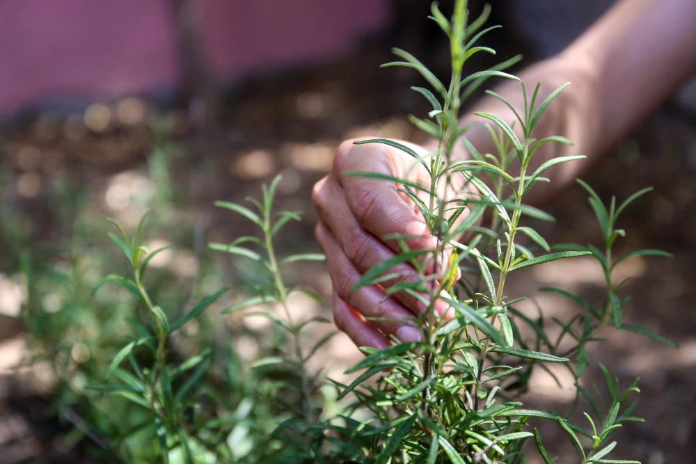 Cultivarea plantelor aromatice